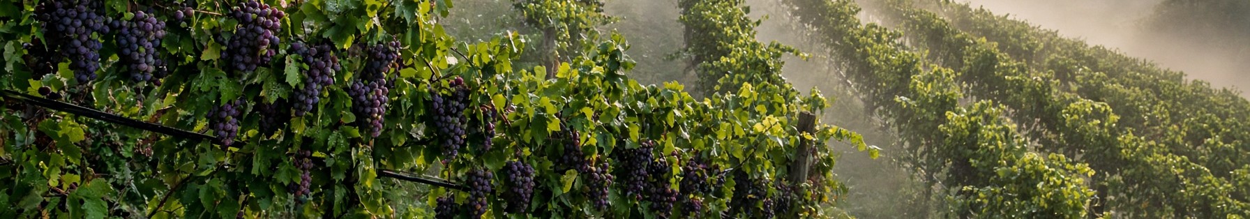 Fog among vine rows and grapes on a North Georgia slope