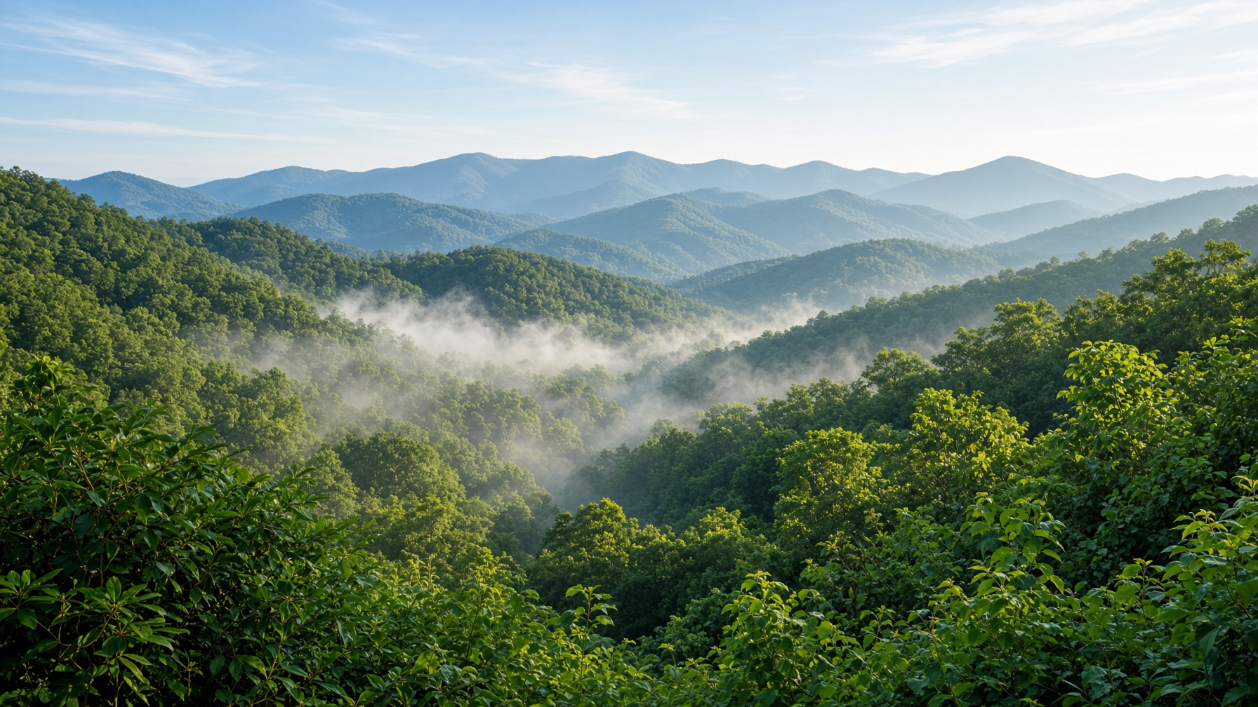 Morning light in a North Georgia mountain hollow